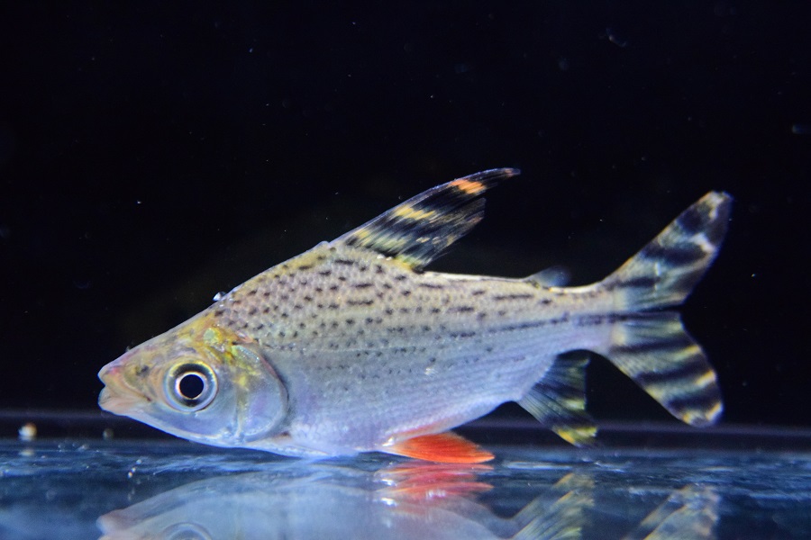 レポリヌス　モラレシ